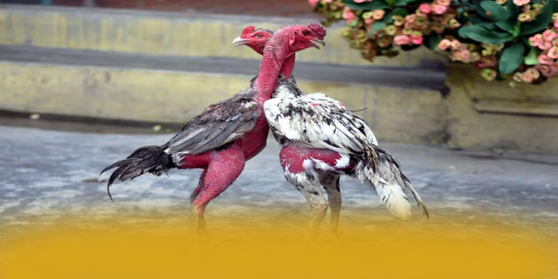 Phản hồi từ thành viên đã trải nghiệm về [THUONG_HIEU]
